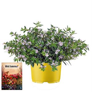 Bild von Ms P12 Cuphea Lavender